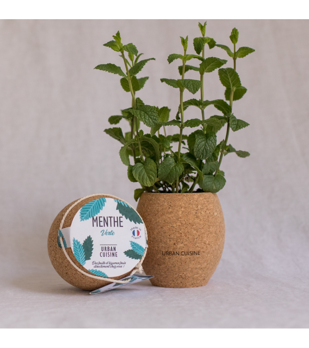 Menthe Verte Bio En Pot Urban Cuisine