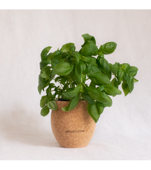Basilic Grand Vert Bio en Pot - Urban Cuisine